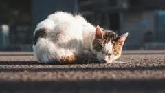 Bude vám túlavá mačka vďačná, ak si ju vezmete domov?