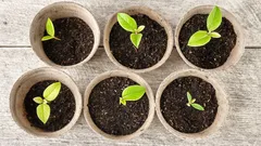 Ako urýchliť klíčenie semien: 4 metódy pre neuveriteľnú úrodu