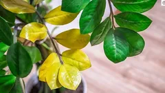 Listy zamiokulkasu žltnú: 8 príčin a čo môžete urobiť, aby ste rastlinu zachránili