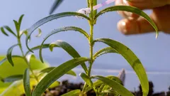 Vošky na izbových rastlinách: prečo sú nebezpečné, príznaky napadnutia a 5 spôsobov, ako proti nim bojovať