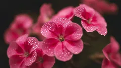 Čo vysadiť v marci: 6 trvaliek, ktorým sa bude na jar dobre dariť