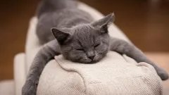 Rozlúčte sa so srsťou domácich miláčikov: trend zo sociálnych sietí, ktorý urobí váš domov čistejším