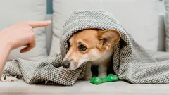 Prečo je karhanie psa zbytočné: túto chybu robí každý druhý majiteľ