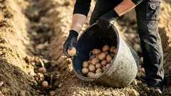 Ako zlepšiť výsadbovú jamku pre zemiaky: 5 prírodných prísad na lepšiu úrodu