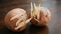 Klíčky na sadbových zemiakoch: čo spraviť pred výsadbou a čomu sa vyhnúť